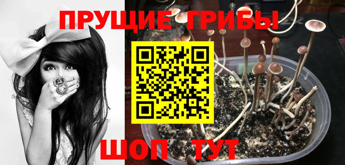 Псилоцибиновые грибы Psilocybe Рузаевка